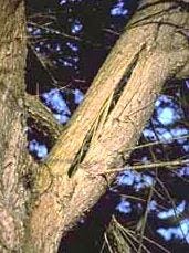 Crack in large tree branch