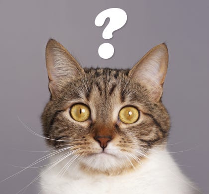 National Answer Your Cat&#39;s Questions Day - PetMeds® Pet Health Blog