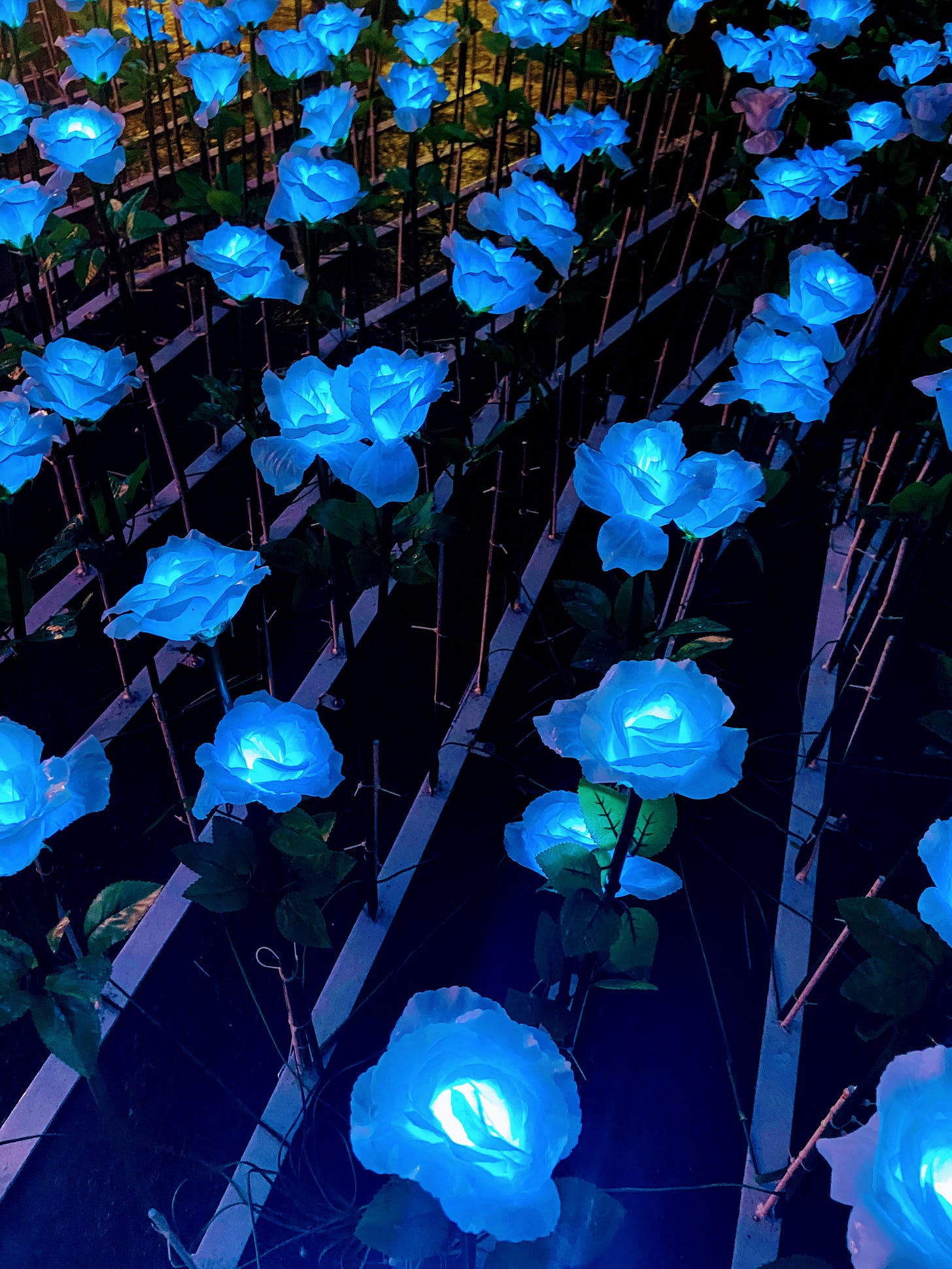 rows of blue rose-shaped lights