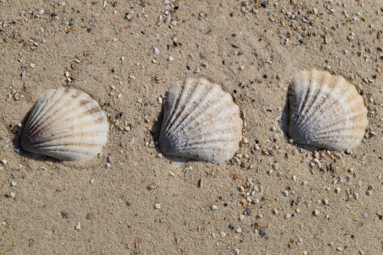 Three white clamshells on brown sand