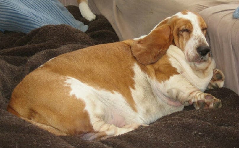 How To Tell Another Human Their Dog May Be Dangerously Obese - BarkPost