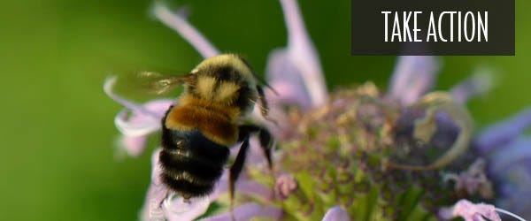 Rusty patched bumblebee