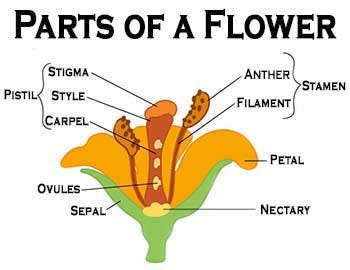 Why Do Plants Produce Nectar? | Wisconsin Pollinators