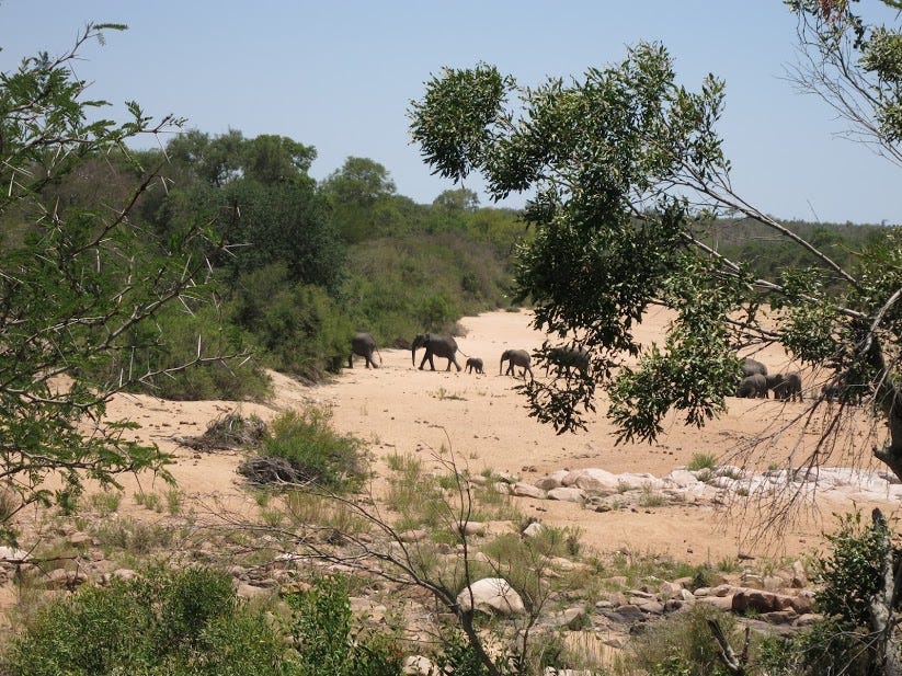 elephants walking across a dry riverbed in South Africa