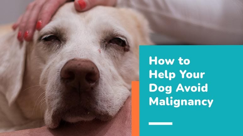 How to Help Your Dog Avoid Malignancy