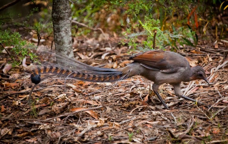 Superb lyrebird