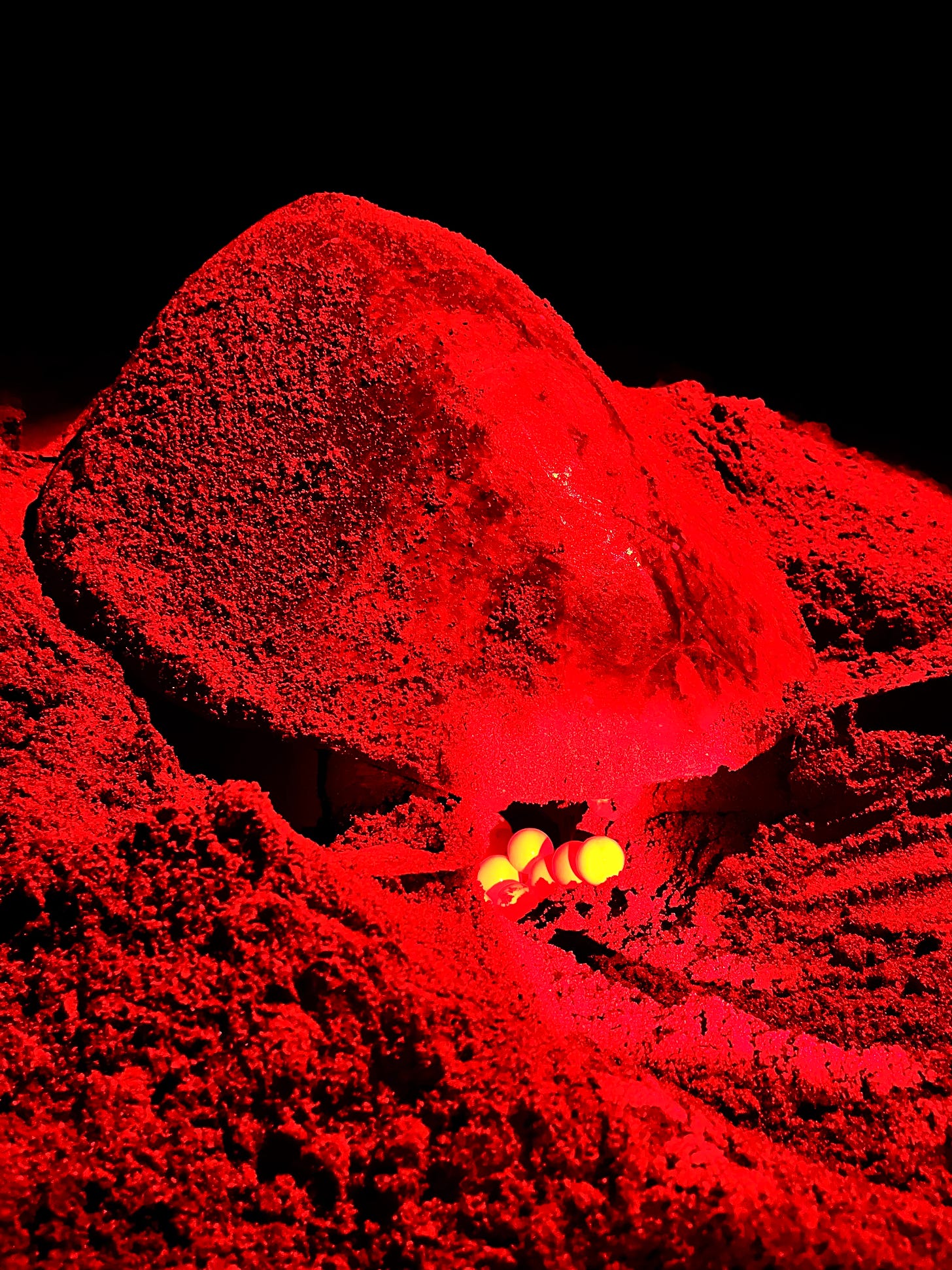 turtle with eggs under red light
