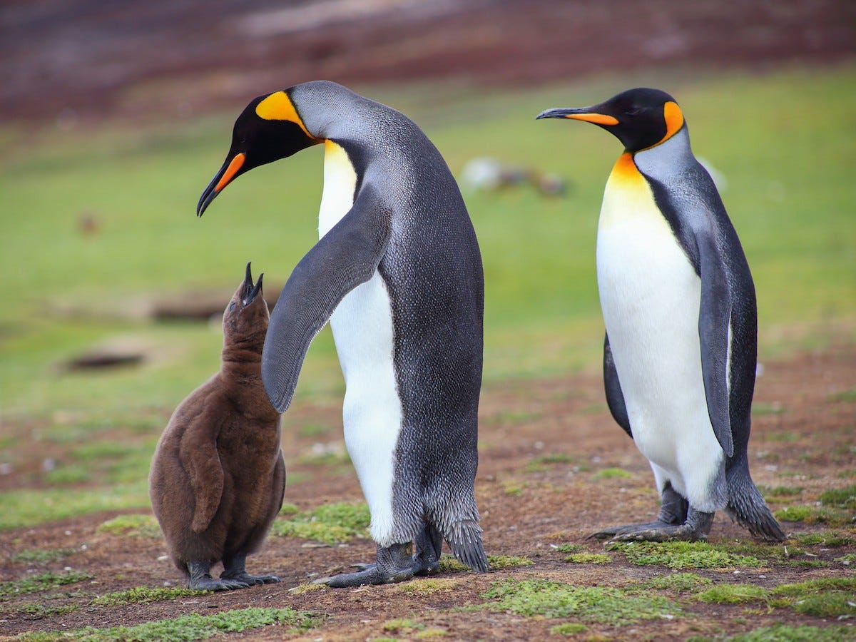 King Penguin - eBird