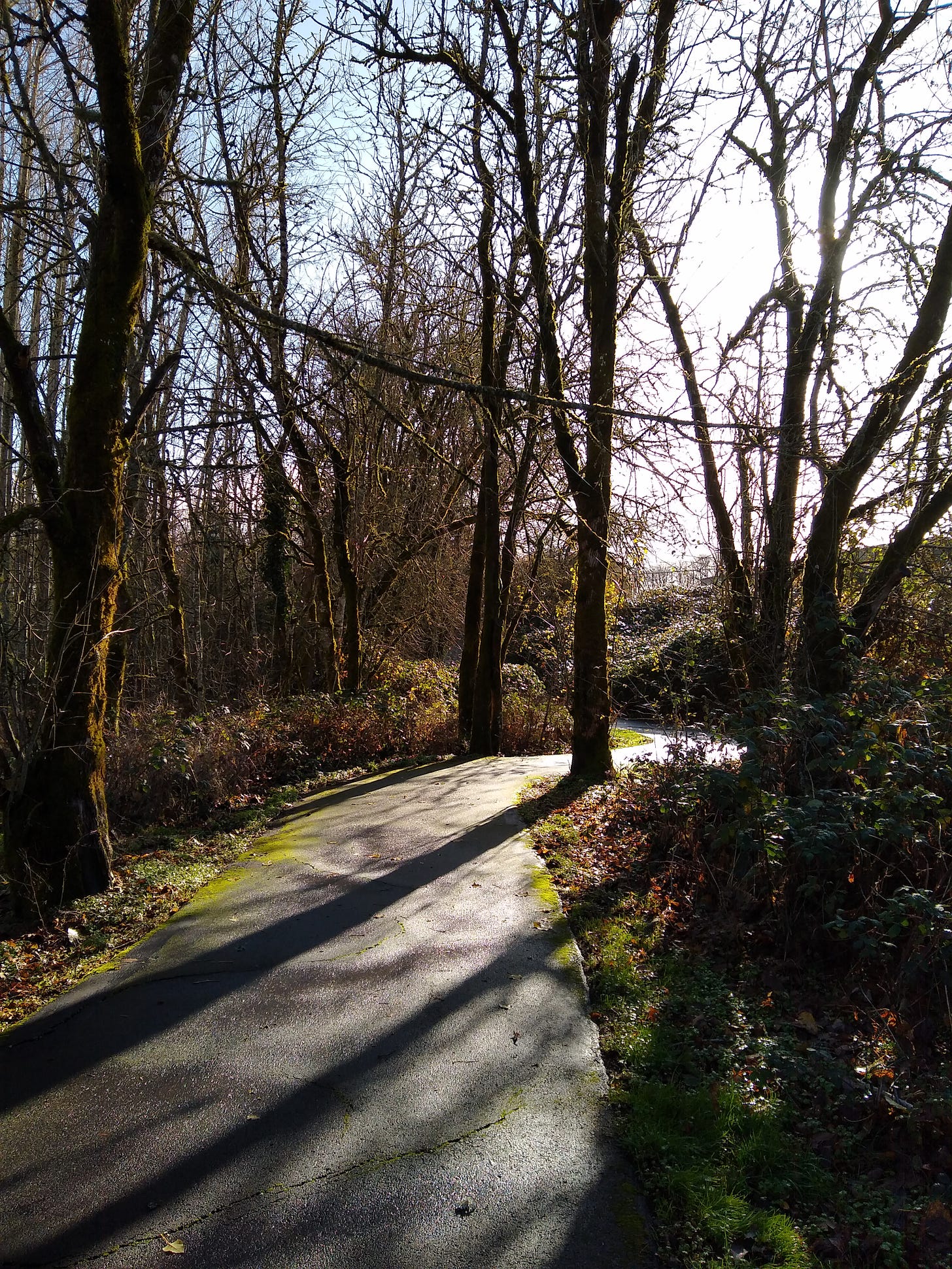 Another trail through bare trees, the sun casting shadows of tree trunks across it