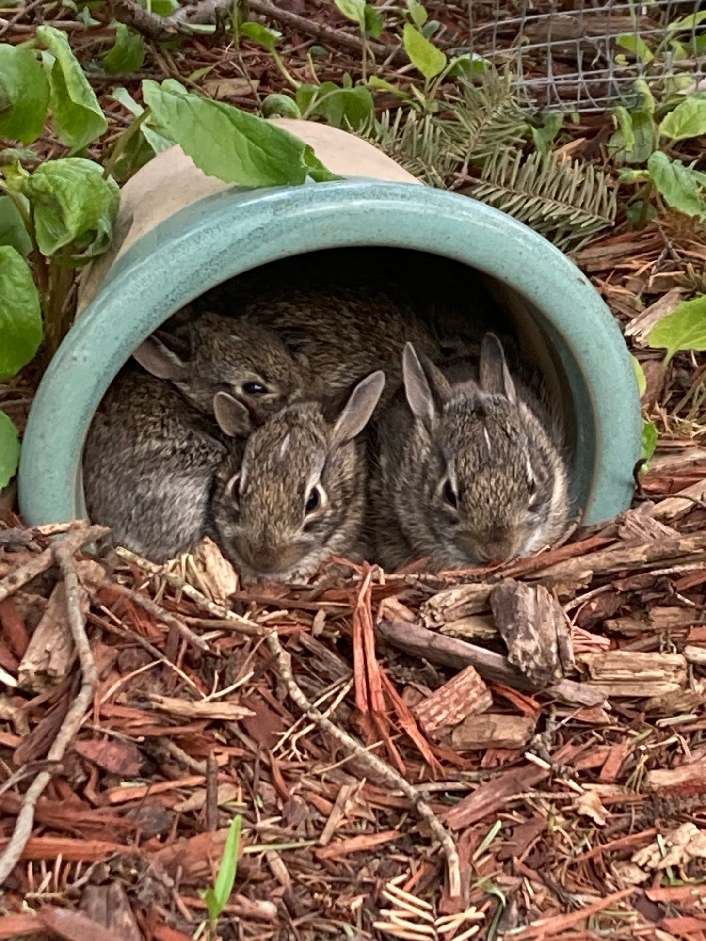 Five baby bunnies snuggling in an overturned flower pot surrounded by mulch and a few small plants.