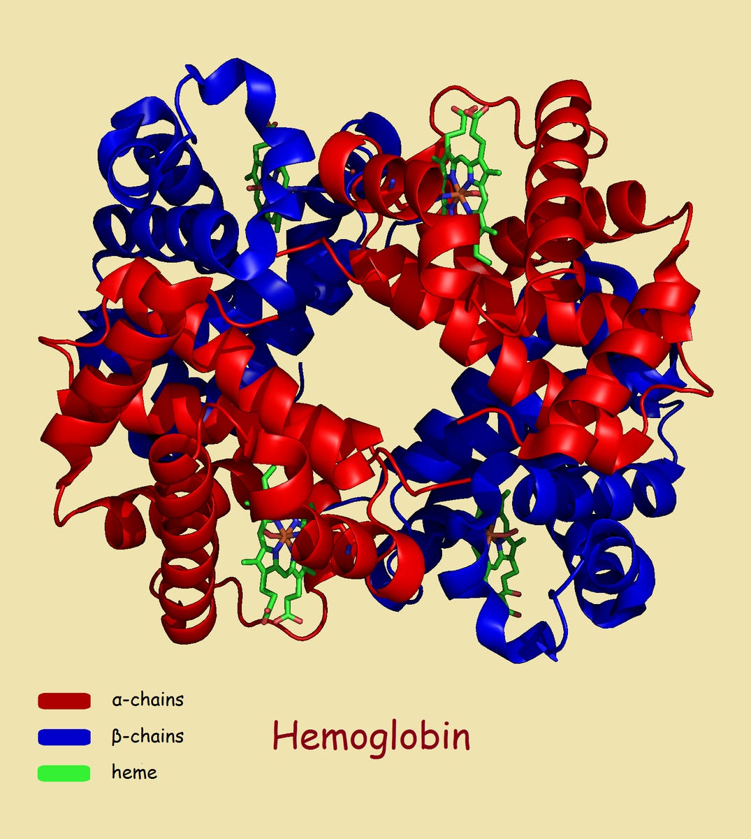 Гемоглобин A1C: причина теста и наука, стоящая за ним