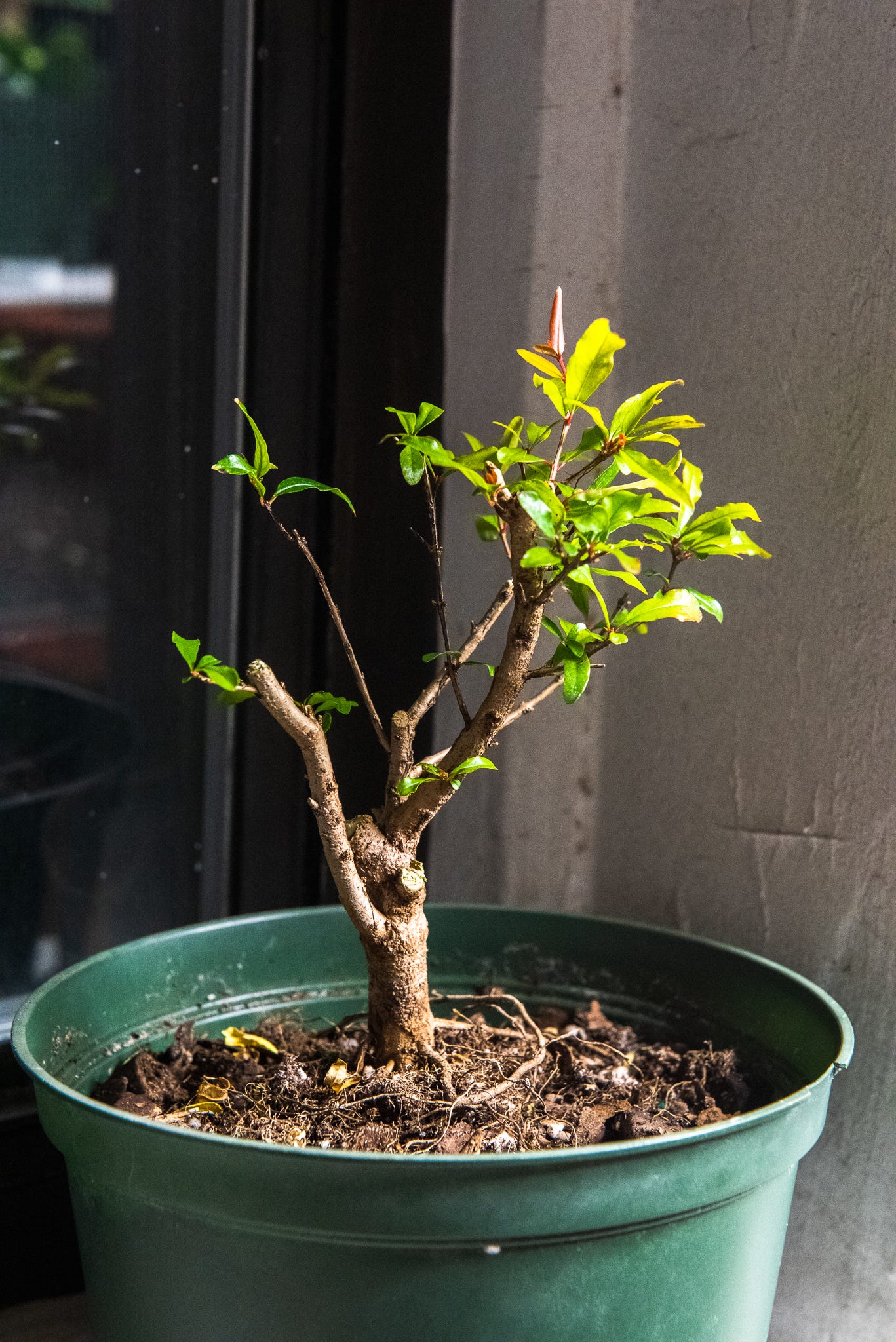 ID: The second pomegranate, styled and pruned