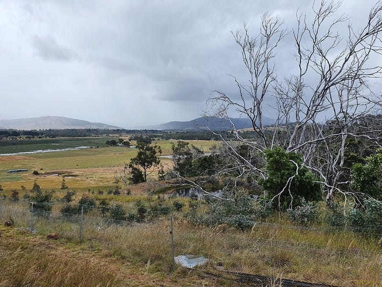 A dead-looking gum tree on agricultural land