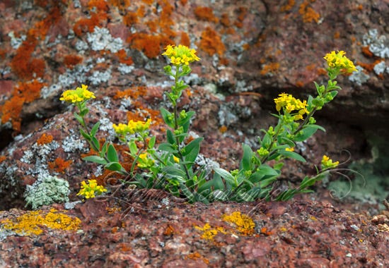 Heller's Draba with lichens on granite
