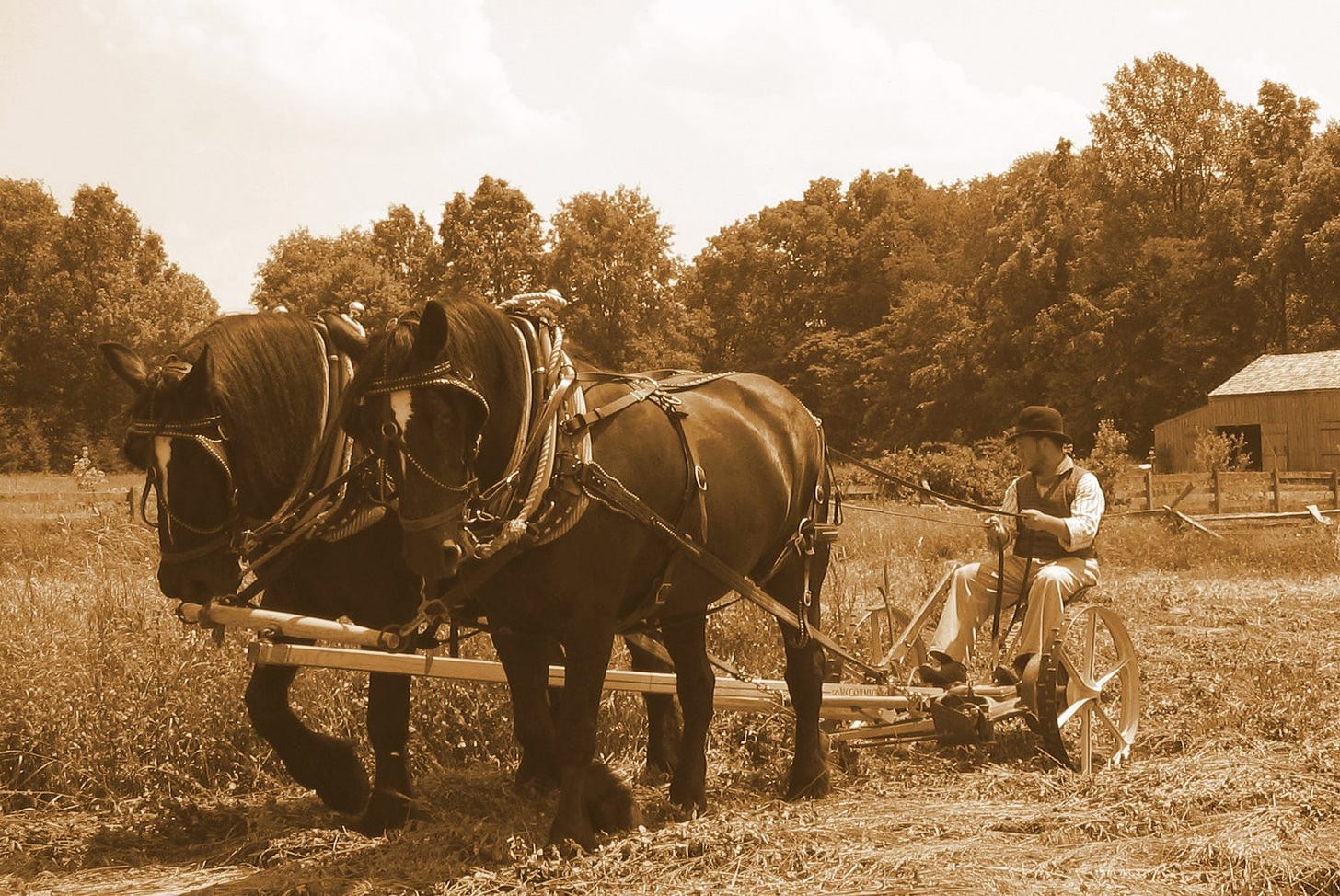 A sepia-toned photo of me, sitting on a 1880s mower pulled by two draught horses. 