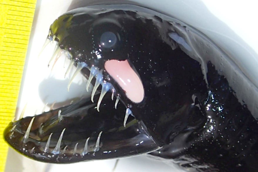 ALIEN FROM THE DEEP”: ABACO'S SCALELESS BLACK DRAGONFISH | ROLLING HARBOUR  ABACO