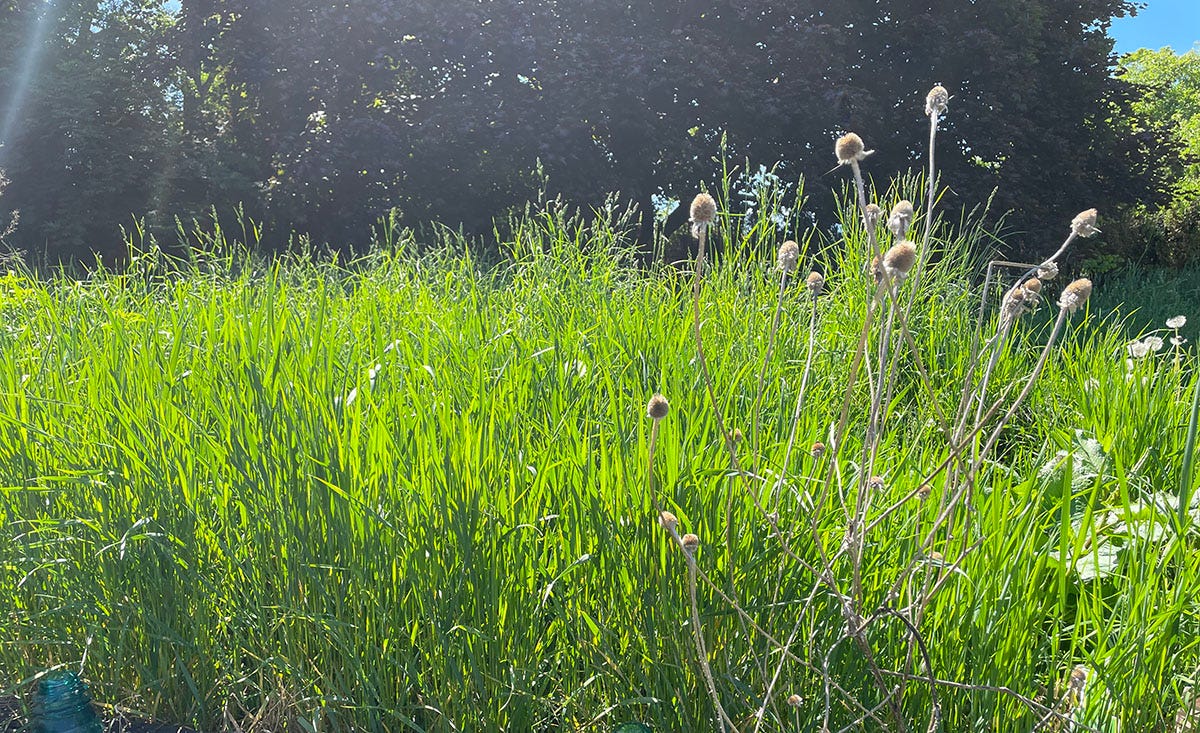 Picture of backyard, with very tall grass gone to seed.