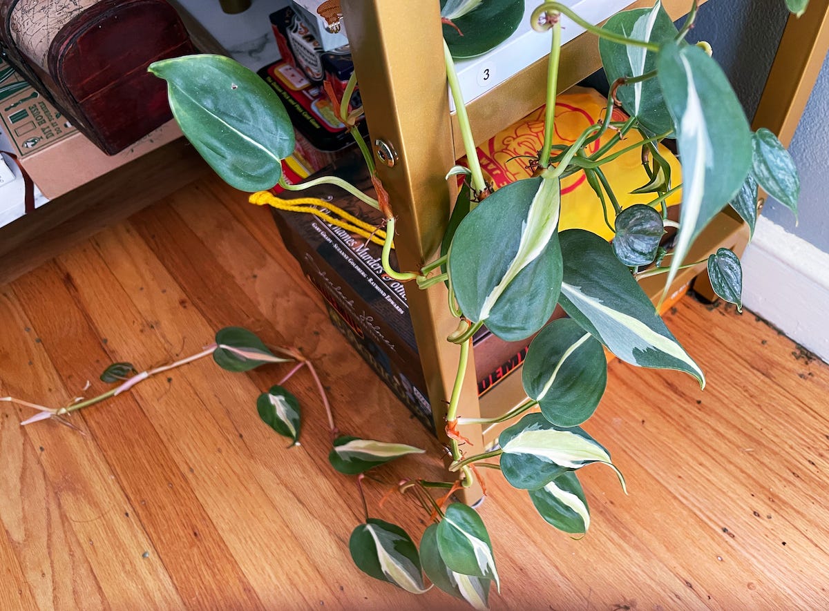 philodendron brasil winding down a gold bordered bookcase