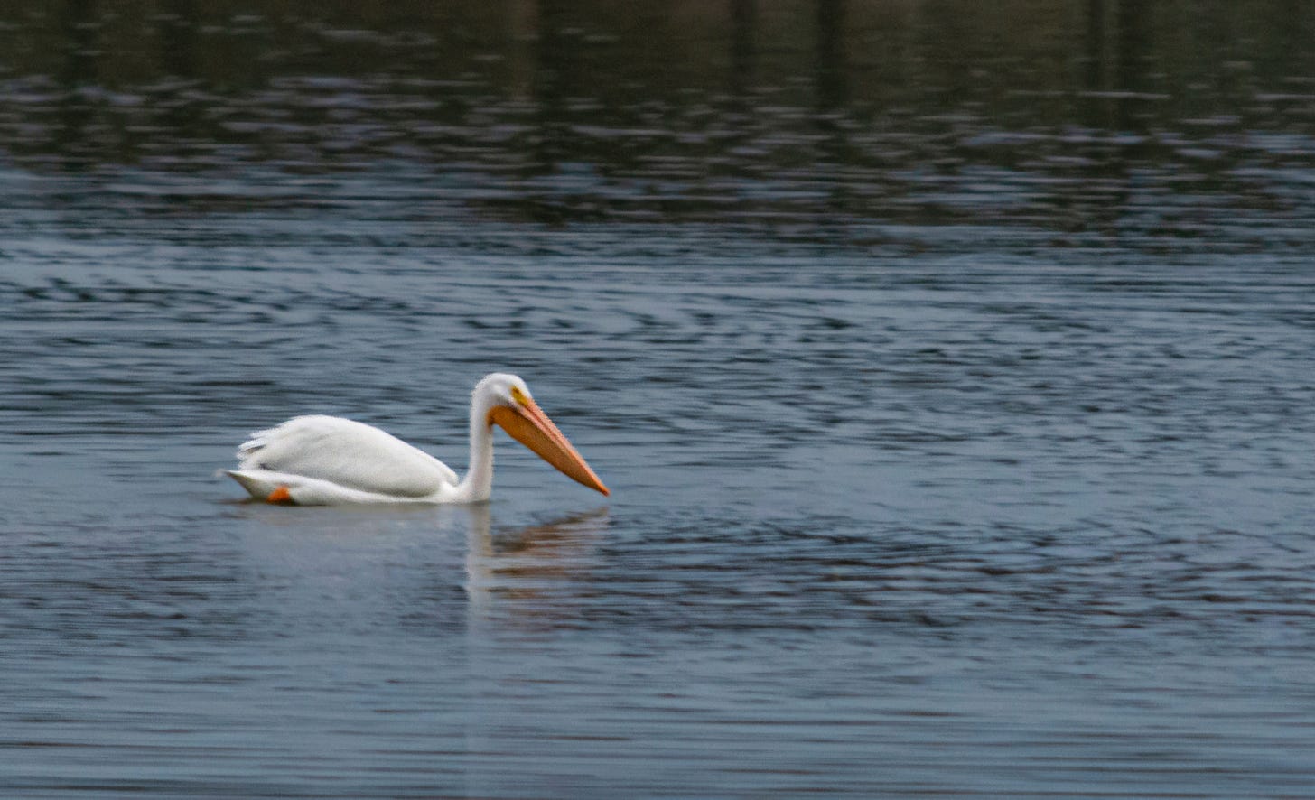 one white pelican swimming in a lake with the ripples of water surrounding it