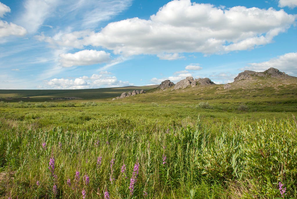 Summer landscape | The fireweed are in bloom in BELA. | Bering ...