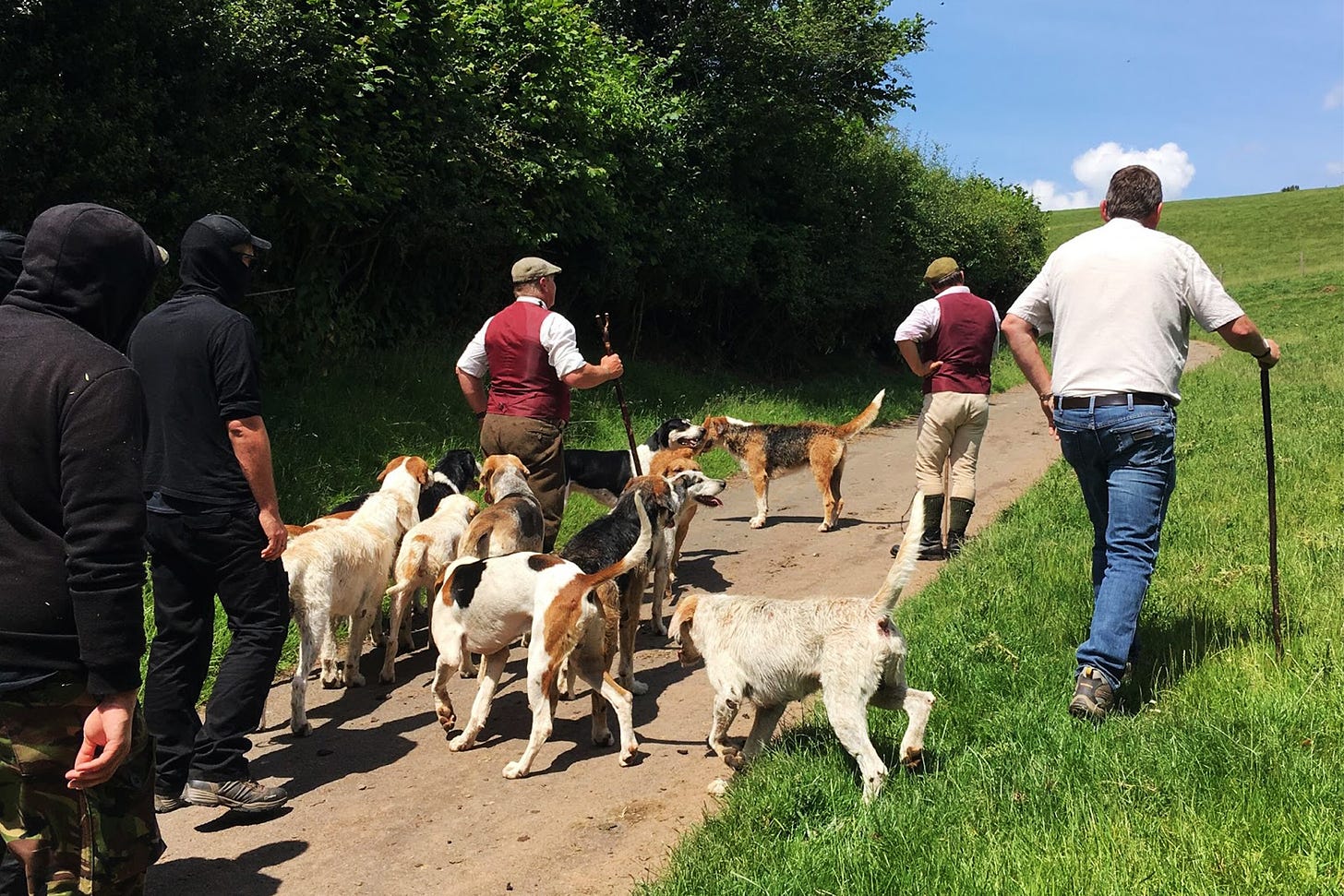 Two hunt saboteurs follow three people from Three Counties Mink Hounds. There are also 12 hounds.