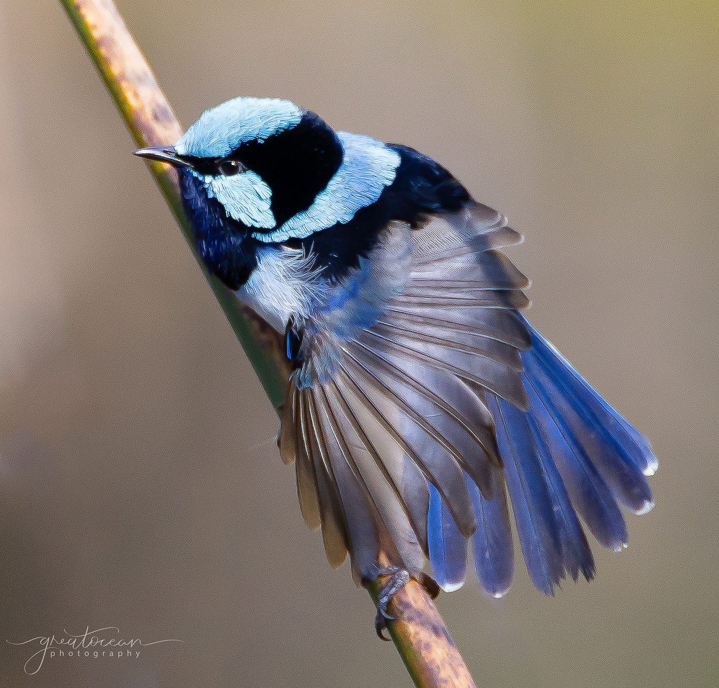 Superb Fairy-wren - Wildlife Wonders