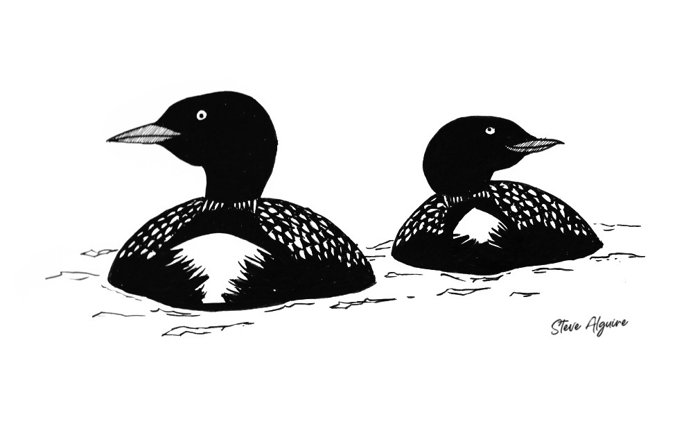 Ink drawing of two common loons floating in a lake.
