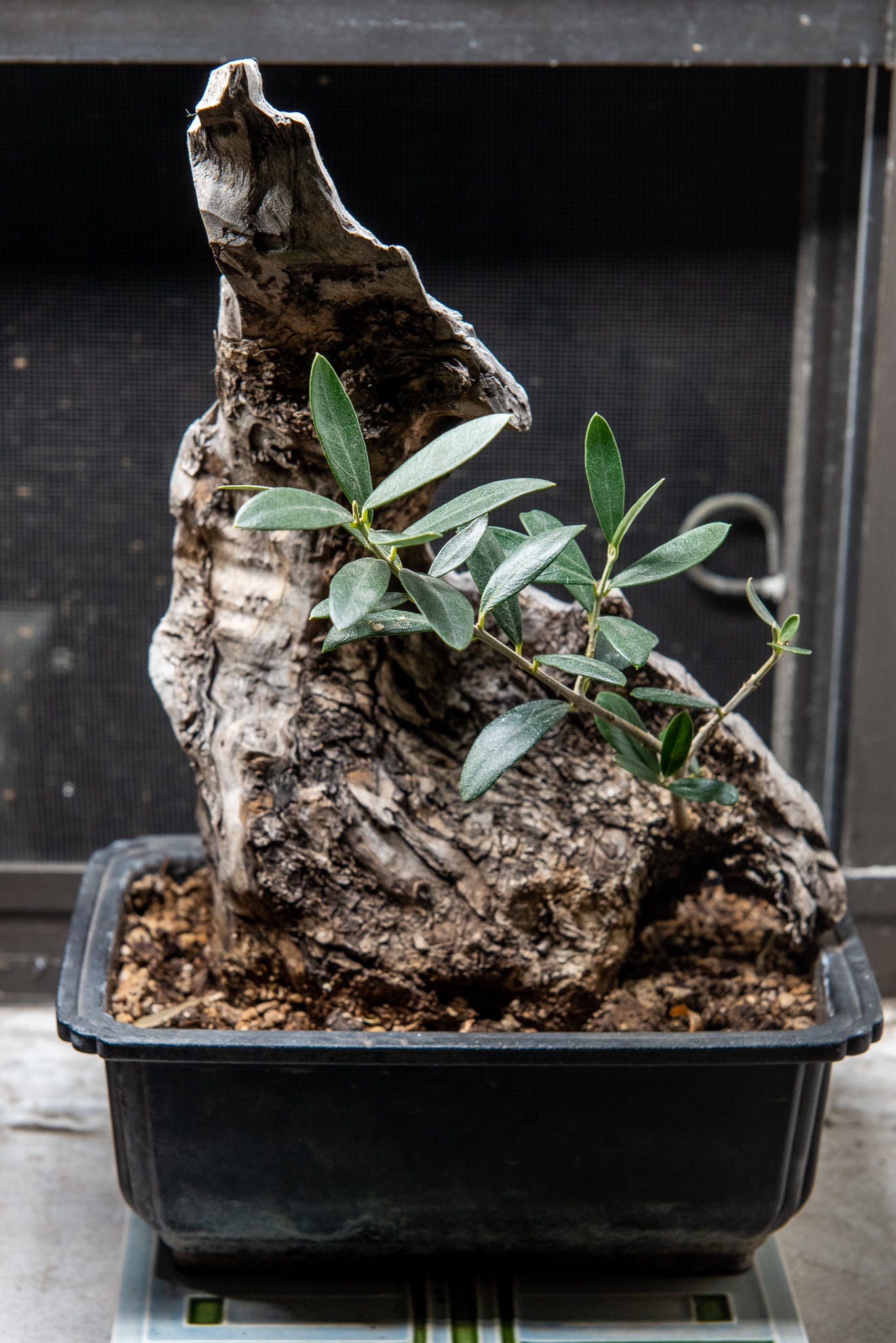 ID: Close up shot of an olive pre bonsai with a large crest of deadwood and thin twiggy growth.