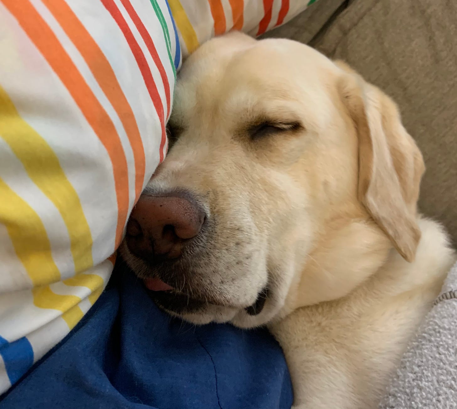 A yellow Labrador retriever sleeps on blue and rainbow pillows with her tongue sticking out. She's on a gray couch with a gray sweatshirt covering her shoulder. 