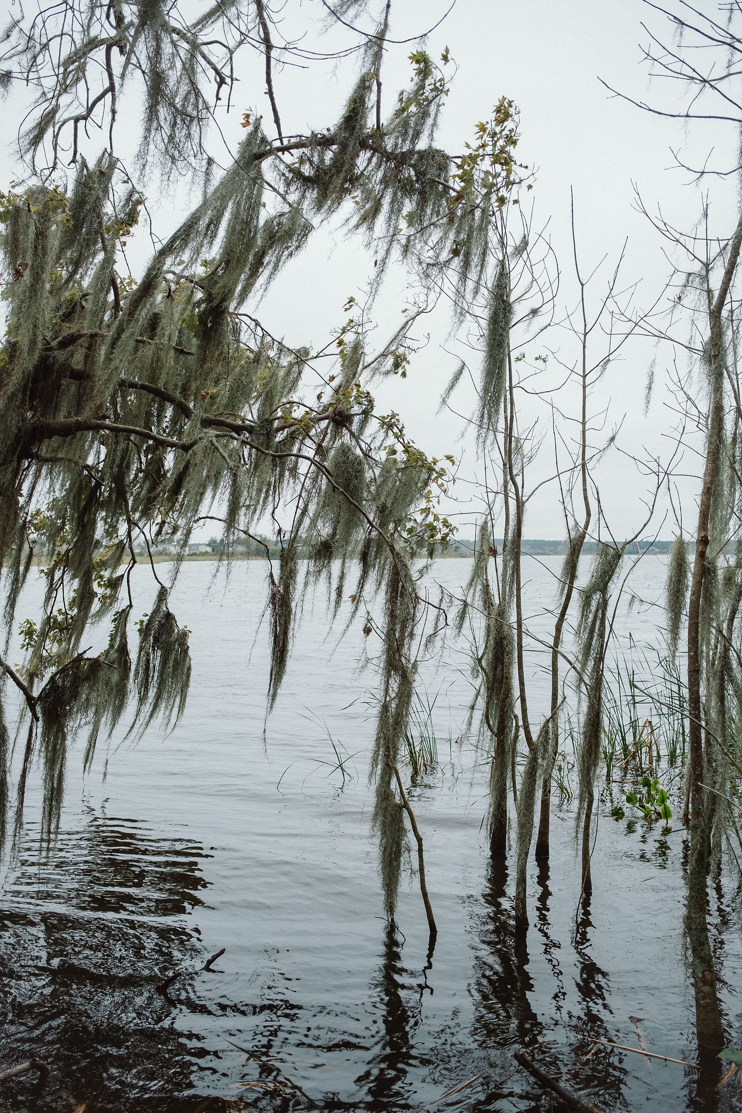 The view of Lake Apopka in Florida on a cloudy day. Seen through a thin curtain of Spanish moss that hangs from the trees.