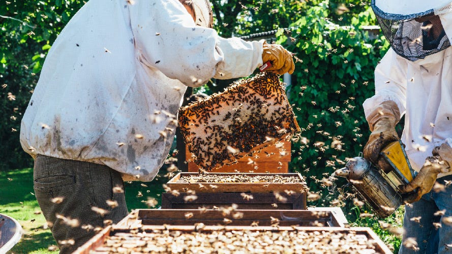 Beekeepers, suited and booted, in an apiary and surrounded by swarms of bees.
