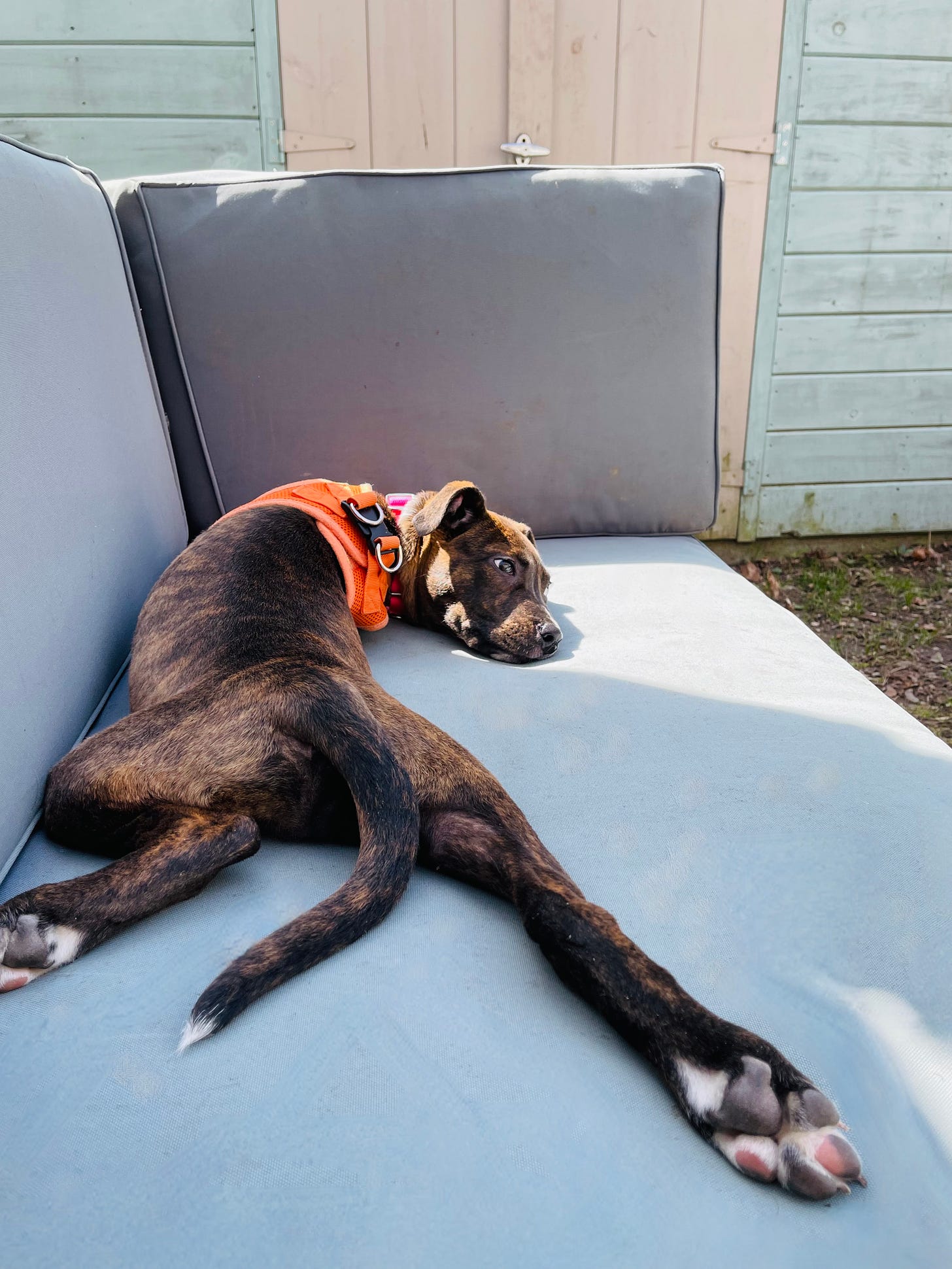Puppy sprawled out on an outdoor couch