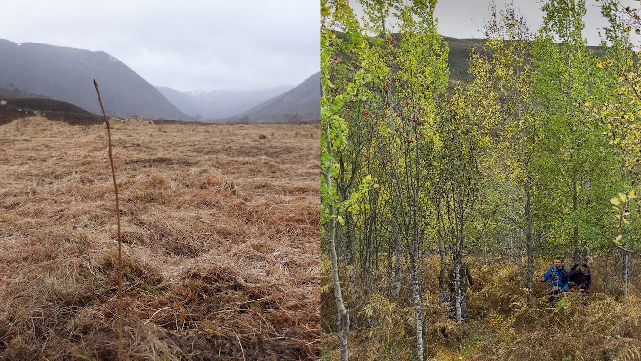 Picture on the left shows a barren dead landscape. Picture on the left shows young green aspen trees growing and people walking around. It is the same area before and after the planting of aspen seedlings.
