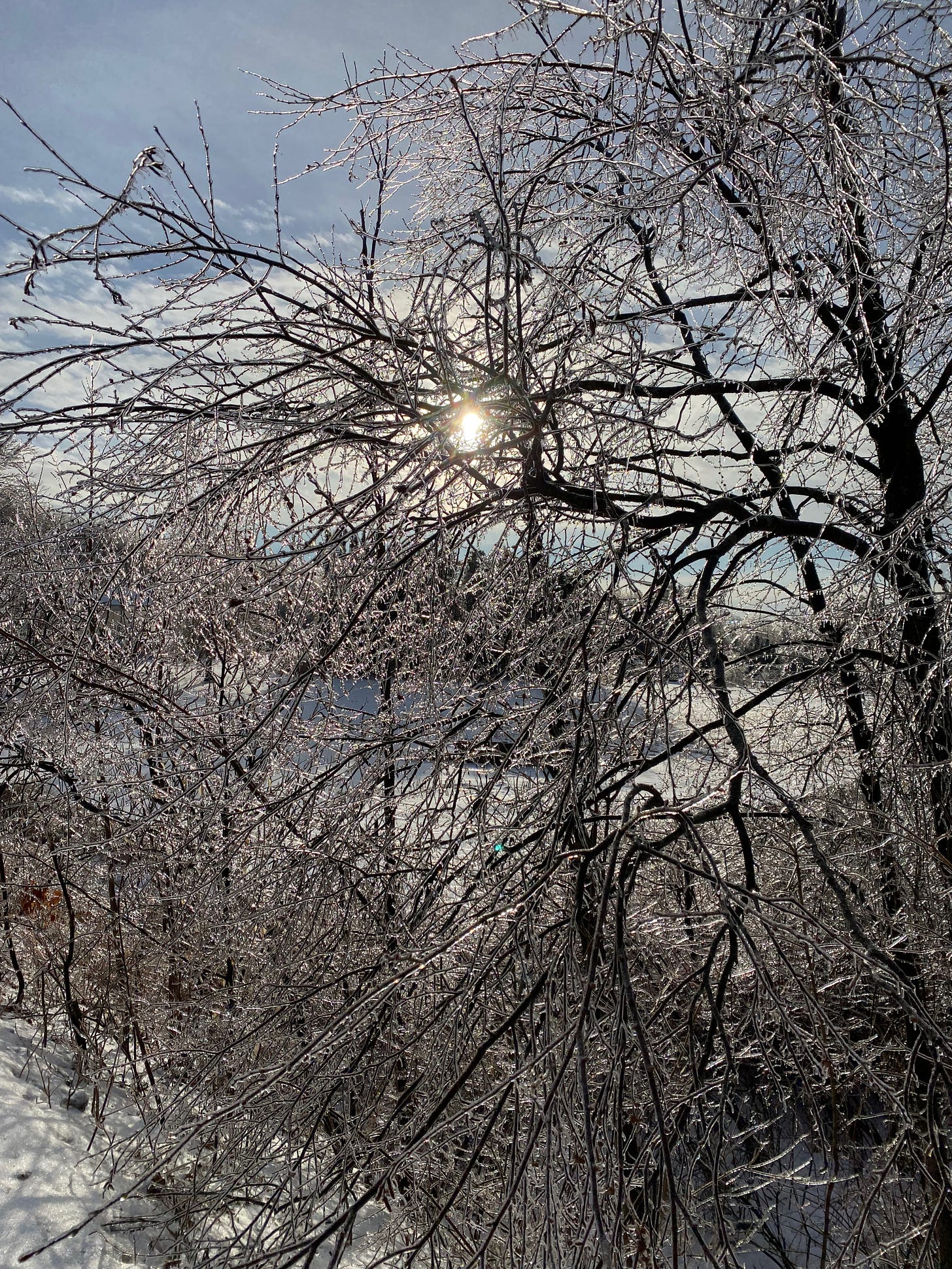 A tangle of bare trees covered in ice, making their branches look like glittering crystals. The sun is visible through the branches of one tree, and it glints off the ice coating the branches.