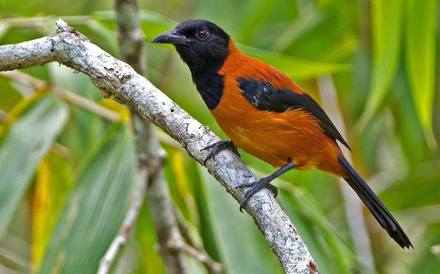 The Hooded Pitohui (Pitohui dichrous) is one of the few known poisonous  birds. Their feathers, skin, and other tissue contain a range of  batrachotoxin compounds that are thought to be derived from