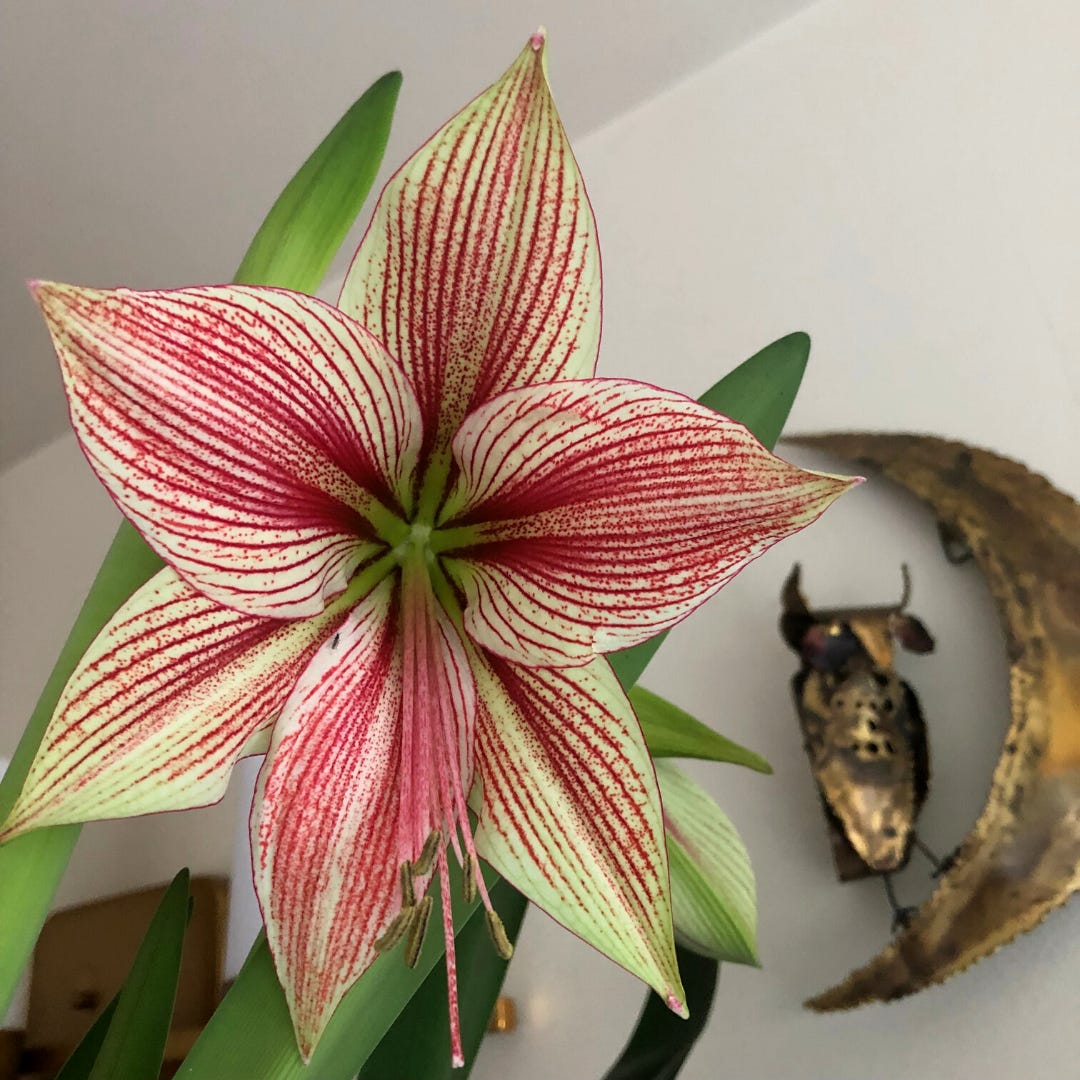 White and red striped amaryllis