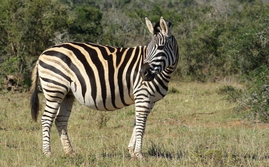 Pregnant zebra