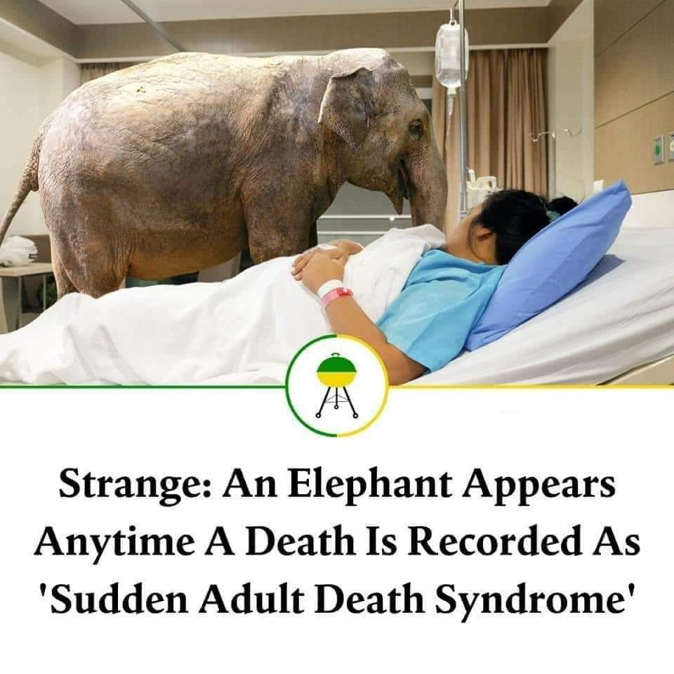 May be an image of 1 person, animal and text that says "Strange: An Elephant Appears Anytime A Death Is Recorded As 'Sudden Adult Death Syndrome'"