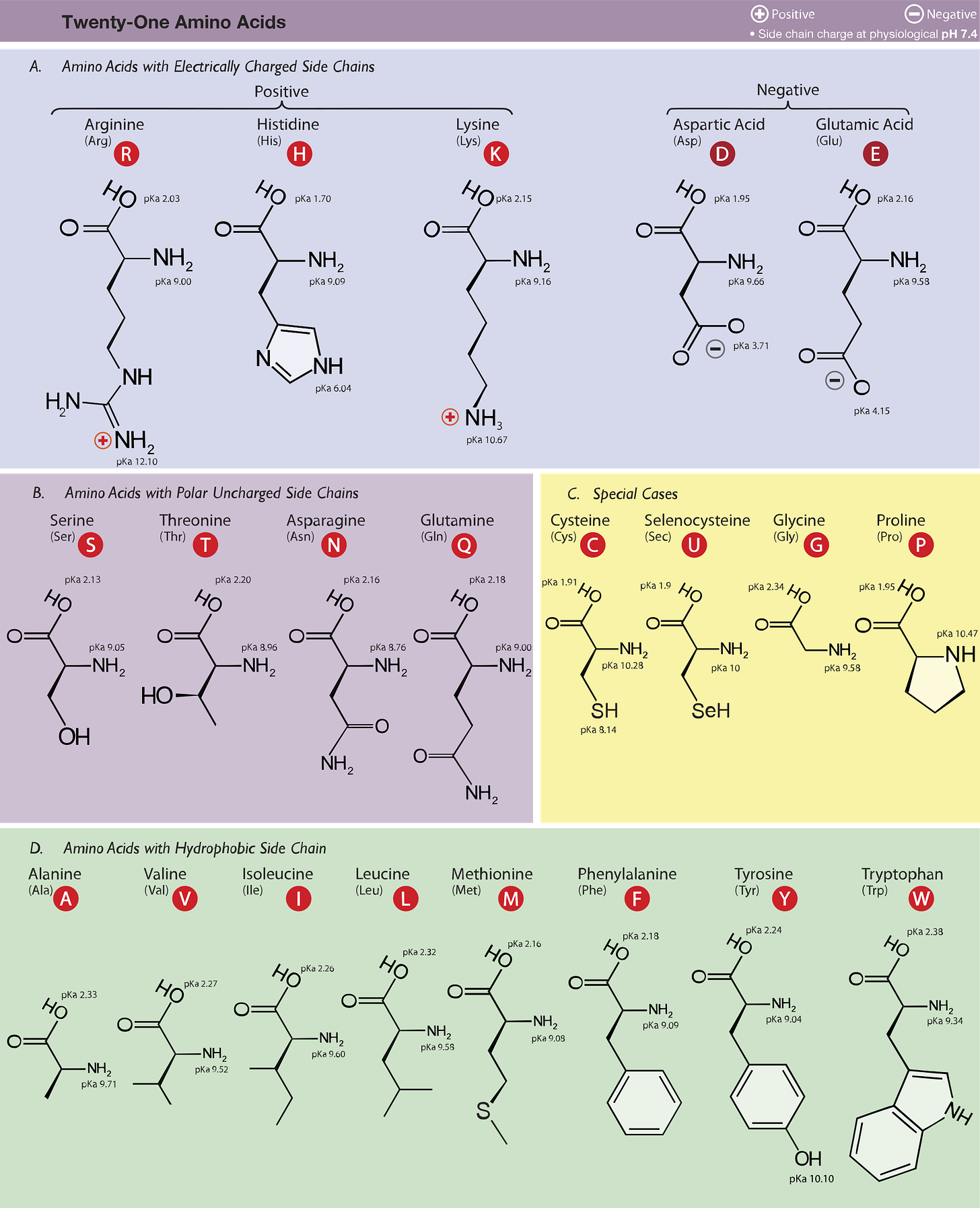 Amino Acid Study Guide: Structure and Function | Albert.io
