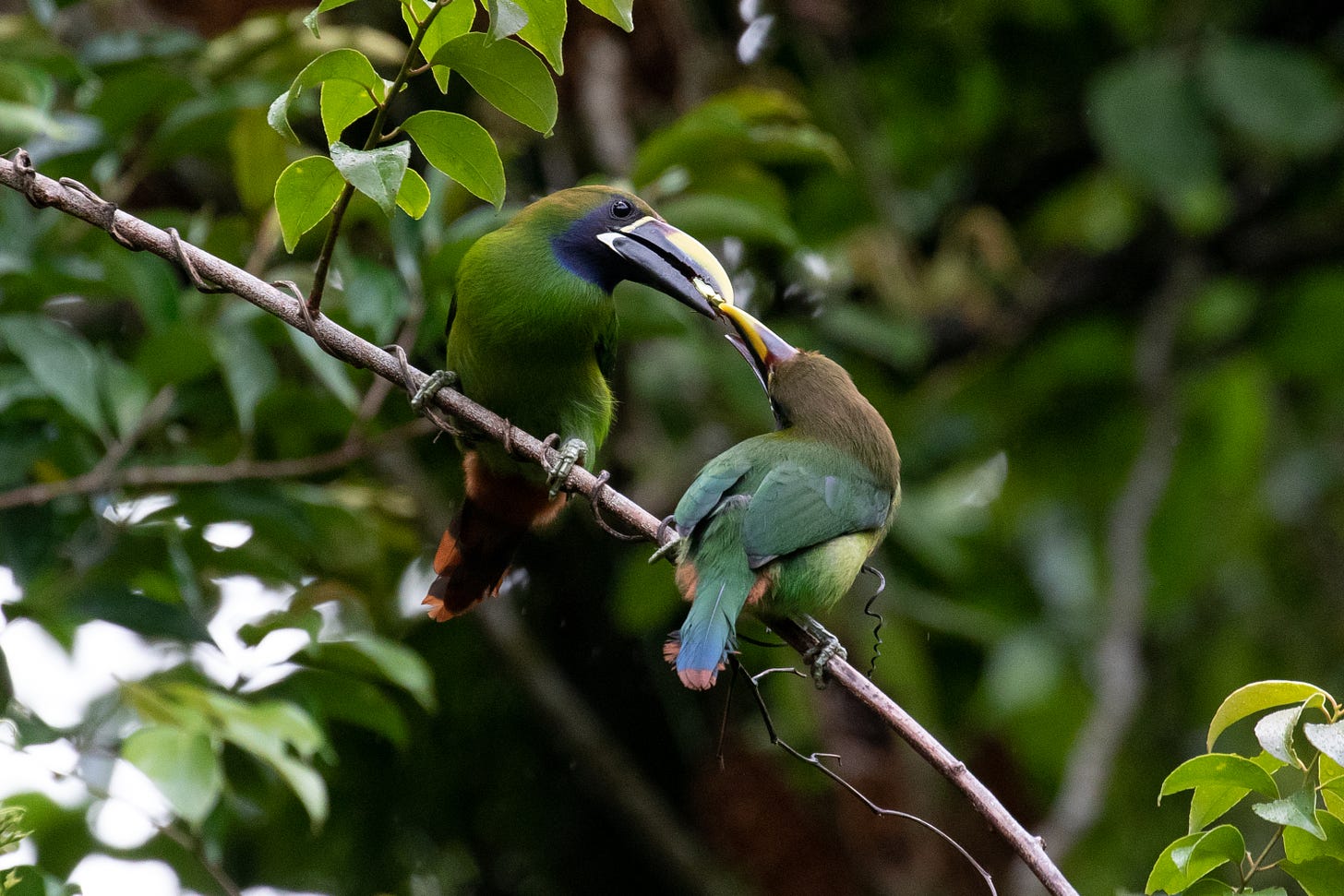 two emerald toucanets - green mini toucans with half black, half yellow beaks and blue faces and rusty rumps, perched on a leafy branch. the bird on the left is feeding a shiny gold beetle into the mouth of the bird on the right.