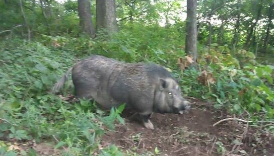 A photo of a big fat gray ugly pig in the woods