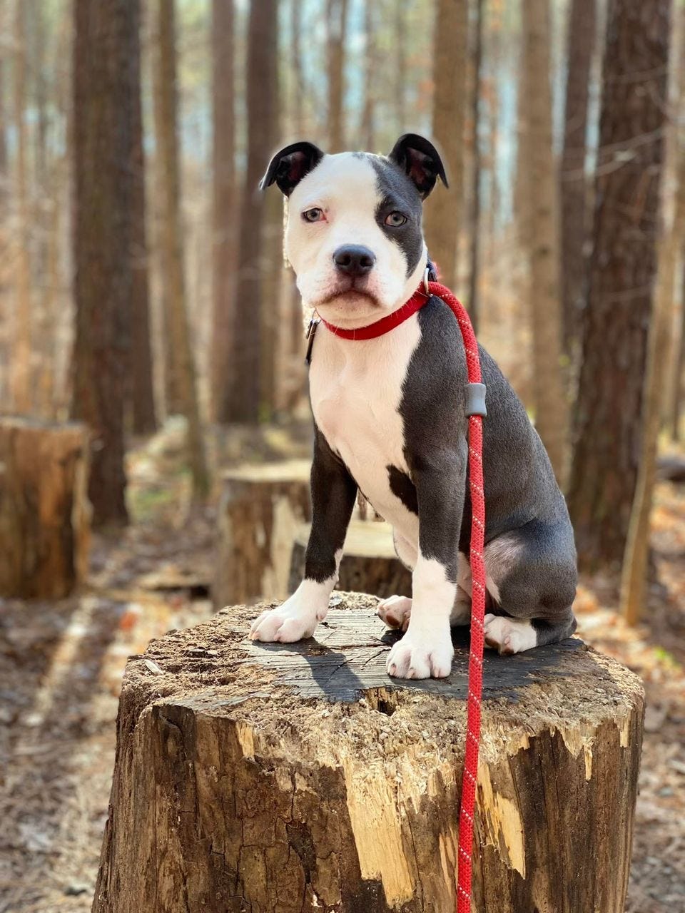 dog sitting on log