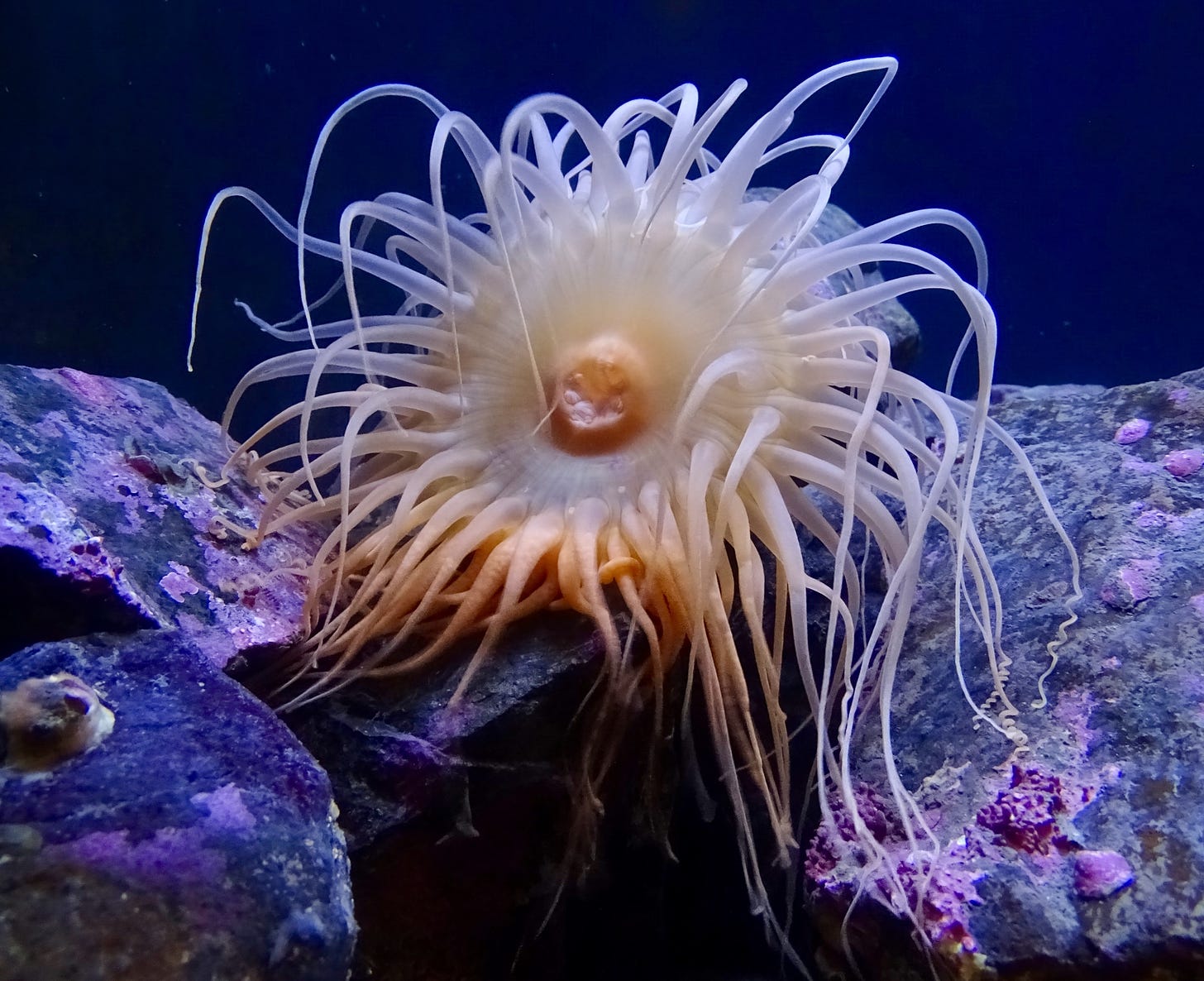 A white and coral many-tentacled sea anemone sits on rocks with purple algae