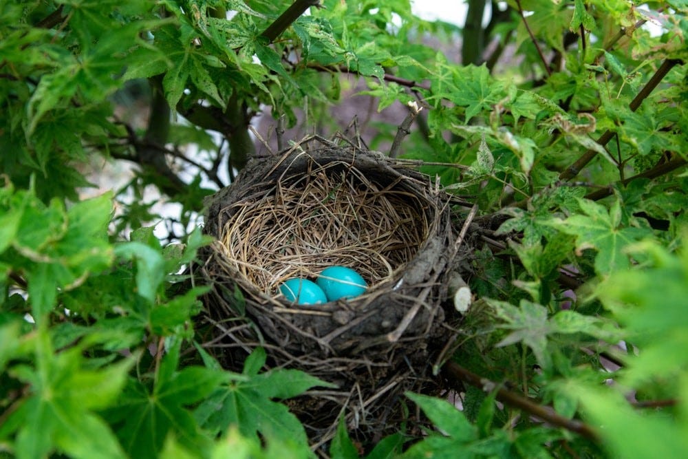 Two small blue eggs in a bird's nest in a tree