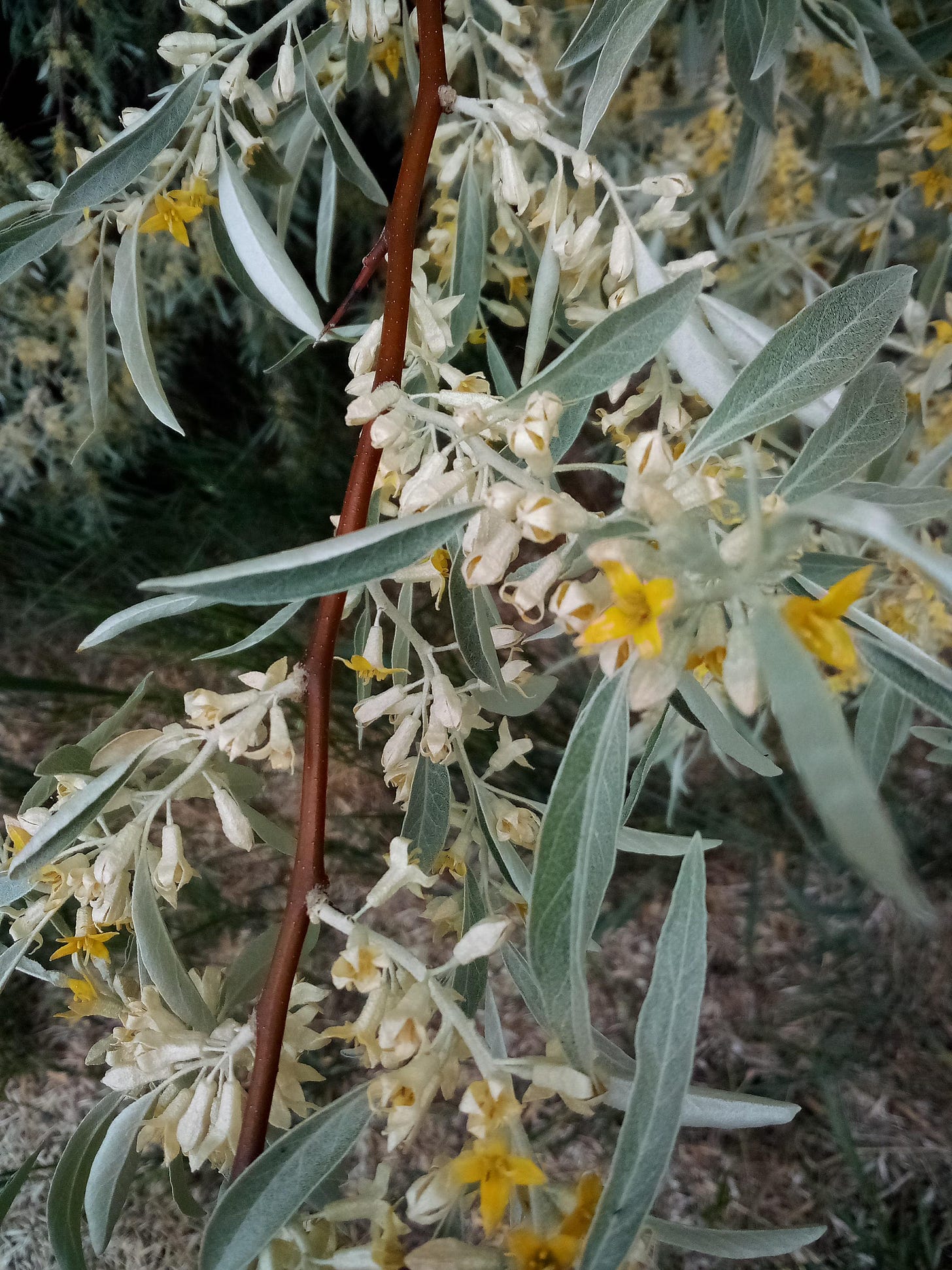 Branch of a russian olive tree in bloom