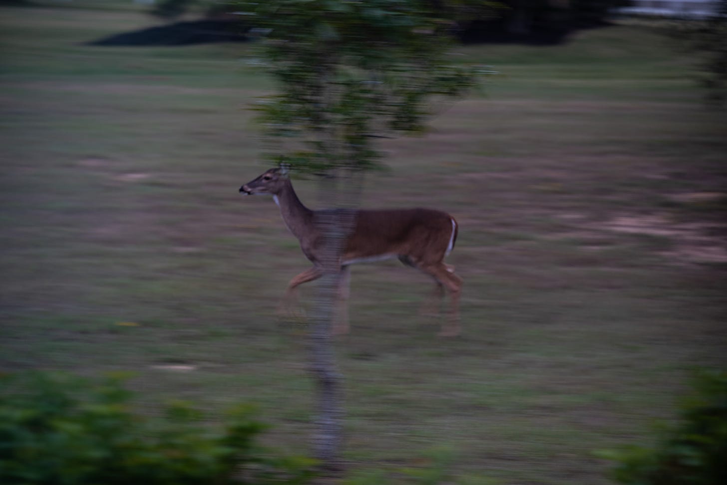  a white-tailed deer runnin, slightly blurred with a tree in the background
