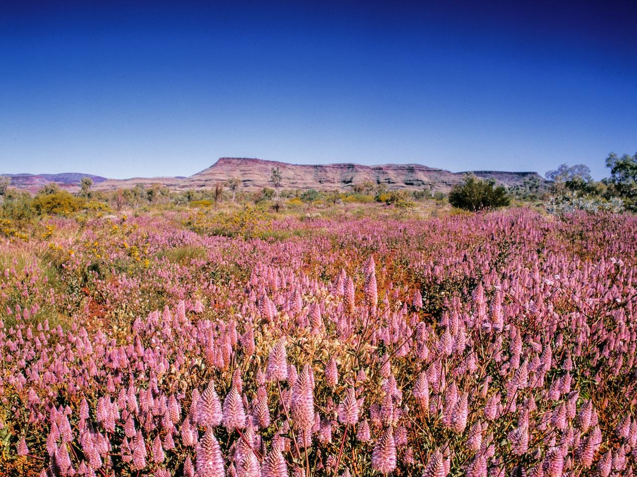 Advice for seeing Western Australia's wildflowers: group tours, self-drive,  scenic flights, festivals, Kings Park, bike tours, national parks |  escape.com.au