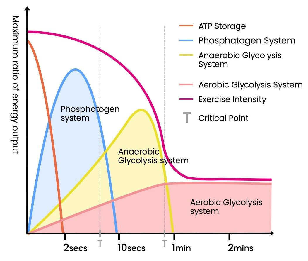 Recreational athletes body types and energy system demands — The  Sustainable Training Method