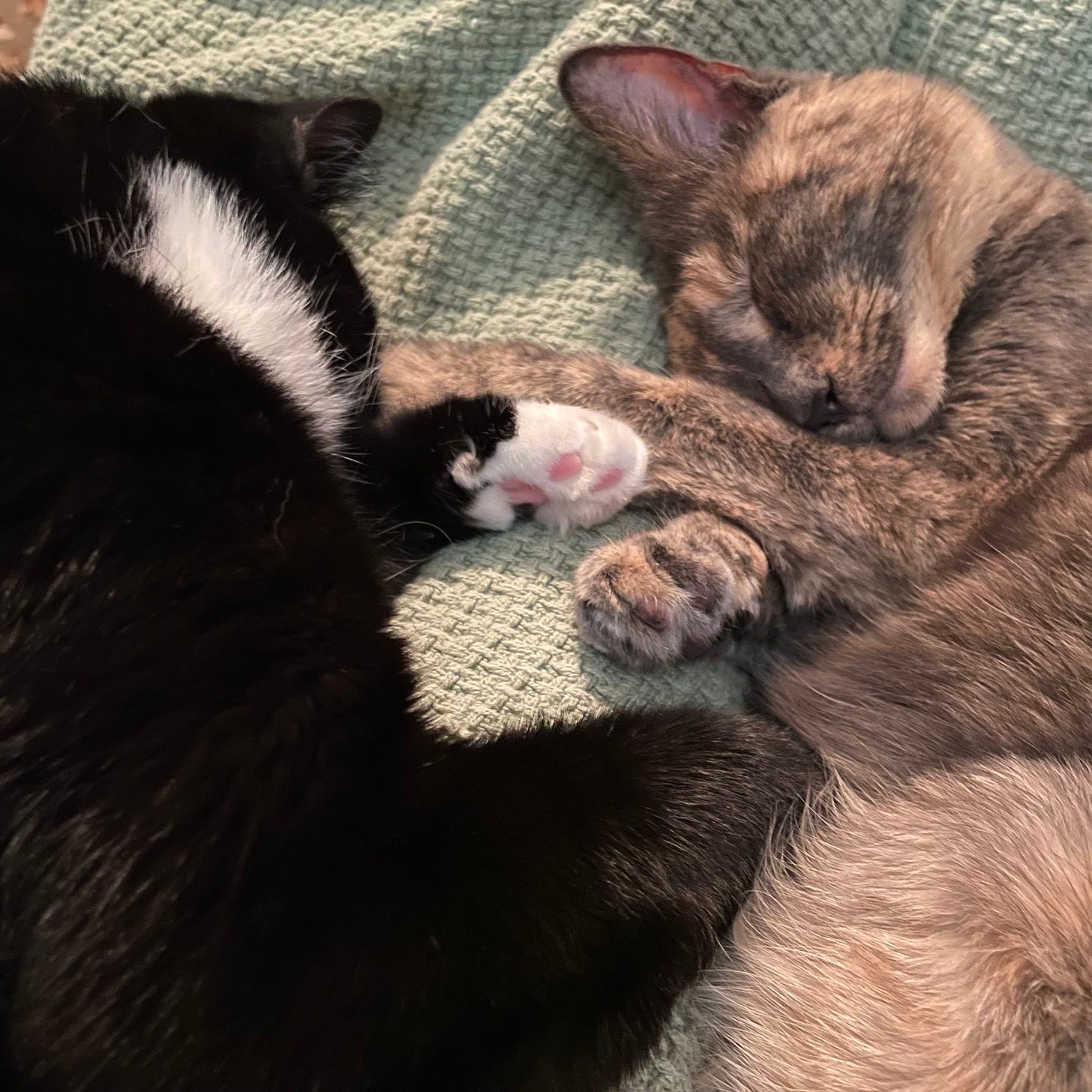 Two cats napping on a sage green blanket. On the left is a tuxedo cat; on the right, a dilute tortie. They are facing each other and holding paws.