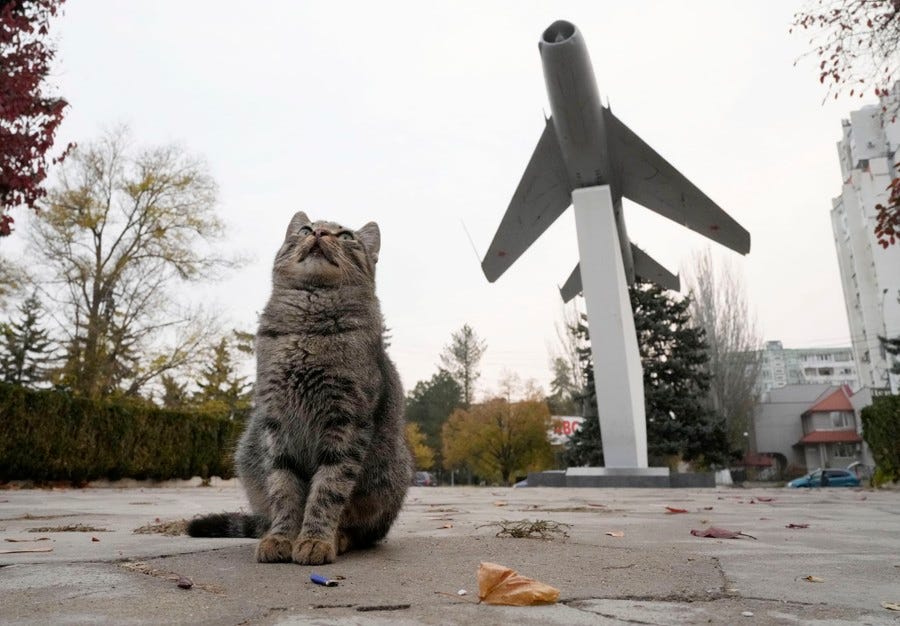 A cat looks up while sitting near a monument with an older military jet mounted on it.